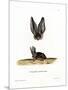Grey Long-Eared Bat-null-Mounted Premium Giclee Print