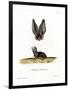 Grey Long-Eared Bat-null-Framed Premium Giclee Print