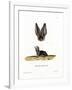 Grey Long-Eared Bat-null-Framed Giclee Print