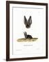 Grey Long-Eared Bat-null-Framed Giclee Print