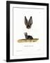 Grey Long-Eared Bat-null-Framed Giclee Print