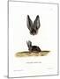 Grey Long-Eared Bat-null-Mounted Giclee Print