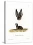 Grey Long-Eared Bat-null-Stretched Canvas