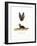 Grey Long-Eared Bat-null-Framed Giclee Print