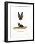 Grey Long-Eared Bat-null-Framed Giclee Print