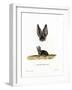 Grey Long-Eared Bat-null-Framed Giclee Print