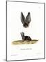 Grey Long-Eared Bat-null-Mounted Giclee Print