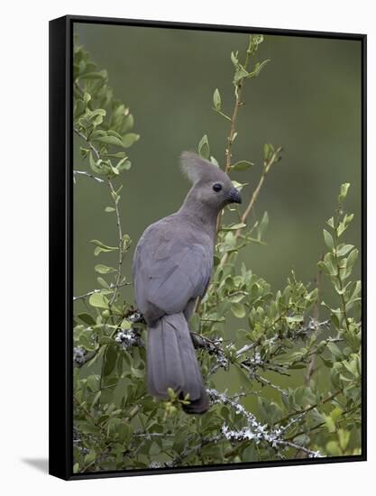 Grey Lourie (Go-Away Bird) (Corythaixoides Concolor), Kruger National Park, South Africa, Africa-James Hager-Framed Stretched Canvas