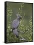 Grey Lourie (Go-Away Bird) (Corythaixoides Concolor), Kruger National Park, South Africa, Africa-James Hager-Framed Stretched Canvas