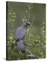 Grey Lourie (Go-Away Bird) (Corythaixoides Concolor), Kruger National Park, South Africa, Africa-James Hager-Stretched Canvas