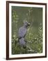 Grey Lourie (Go-Away Bird) (Corythaixoides Concolor), Kruger National Park, South Africa, Africa-James Hager-Framed Photographic Print