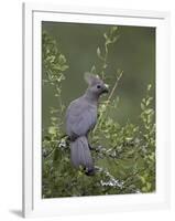 Grey Lourie (Go-Away Bird) (Corythaixoides Concolor), Kruger National Park, South Africa, Africa-James Hager-Framed Photographic Print