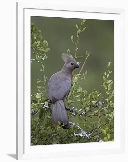 Grey Lourie (Go-Away Bird) (Corythaixoides Concolor), Kruger National Park, South Africa, Africa-James Hager-Framed Photographic Print