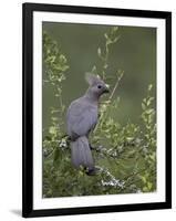 Grey Lourie (Go-Away Bird) (Corythaixoides Concolor), Kruger National Park, South Africa, Africa-James Hager-Framed Photographic Print