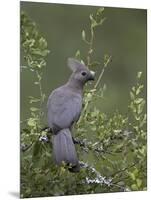 Grey Lourie (Go-Away Bird) (Corythaixoides Concolor), Kruger National Park, South Africa, Africa-James Hager-Mounted Photographic Print