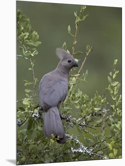 Grey Lourie (Go-Away Bird) (Corythaixoides Concolor), Kruger National Park, South Africa, Africa-James Hager-Mounted Photographic Print