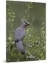 Grey Lourie (Go-Away Bird) (Corythaixoides Concolor), Kruger National Park, South Africa, Africa-James Hager-Mounted Photographic Print
