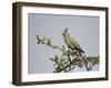 Grey Lourie (Go-Away Bird) (Corythaixoides Concolor), Kruger National Park, South Africa, Africa-James Hager-Framed Photographic Print