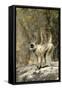 Grey or Common Langur Monkey-null-Framed Stretched Canvas