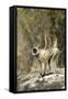 Grey or Common Langur Monkey-null-Framed Stretched Canvas