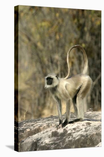 Grey or Common Langur Monkey-null-Stretched Canvas