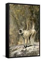 Grey or Common Langur Monkey-null-Framed Stretched Canvas