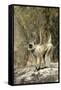 Grey or Common Langur Monkey-null-Framed Stretched Canvas