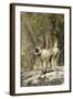 Grey or Common Langur Monkey-null-Framed Photographic Print