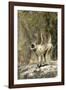 Grey or Common Langur Monkey-null-Framed Photographic Print