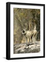 Grey or Common Langur Monkey-null-Framed Photographic Print