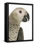 Grey Parrot-Martin Harvey-Framed Stretched Canvas