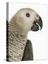 Grey Parrot-Martin Harvey-Stretched Canvas