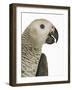 Grey Parrot-Martin Harvey-Framed Photographic Print