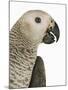 Grey Parrot-Martin Harvey-Mounted Photographic Print