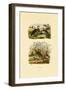 Grey Partridge, 1833-39-null-Framed Giclee Print