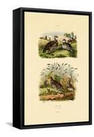 Grey Partridge, 1833-39-null-Framed Stretched Canvas