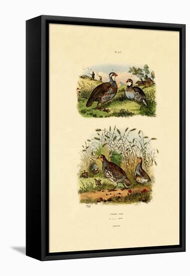 Grey Partridge, 1833-39-null-Framed Stretched Canvas