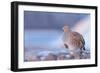 Grey partridge in snow, the Netherlands-Edwin Giesbers-Framed Photographic Print