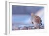 Grey partridge in snow, the Netherlands-Edwin Giesbers-Framed Photographic Print