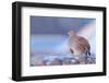 Grey partridge in snow, the Netherlands-Edwin Giesbers-Framed Photographic Print