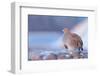 Grey partridge in snow, the Netherlands-Edwin Giesbers-Framed Photographic Print