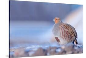 Grey partridge in snow, the Netherlands-Edwin Giesbers-Stretched Canvas