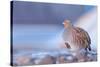 Grey partridge in snow, the Netherlands-Edwin Giesbers-Stretched Canvas