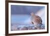 Grey partridge in snow, the Netherlands-Edwin Giesbers-Framed Photographic Print