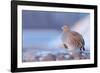 Grey partridge in snow, the Netherlands-Edwin Giesbers-Framed Photographic Print