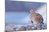 Grey partridge in snow, the Netherlands-Edwin Giesbers-Mounted Photographic Print