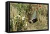 Grey Partridge Male in Stubble with Poppies and Daisies-null-Framed Stretched Canvas