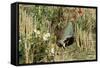 Grey Partridge Male in Stubble with Poppies and Daisies-null-Framed Stretched Canvas