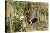 Grey Partridge Male in Stubble with Poppies and Daisies-null-Stretched Canvas