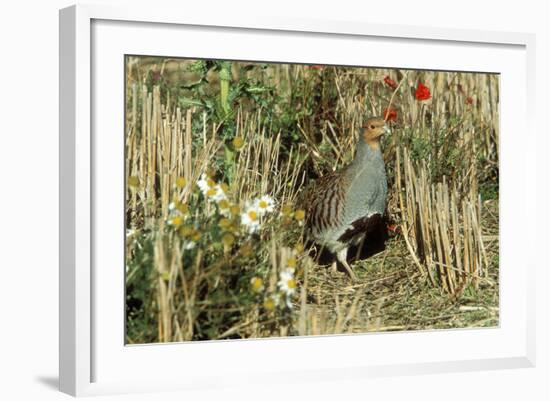 Grey Partridge Male in Stubble with Poppies and Daisies-null-Framed Photographic Print